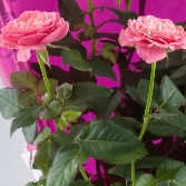 Rose Plant Mini